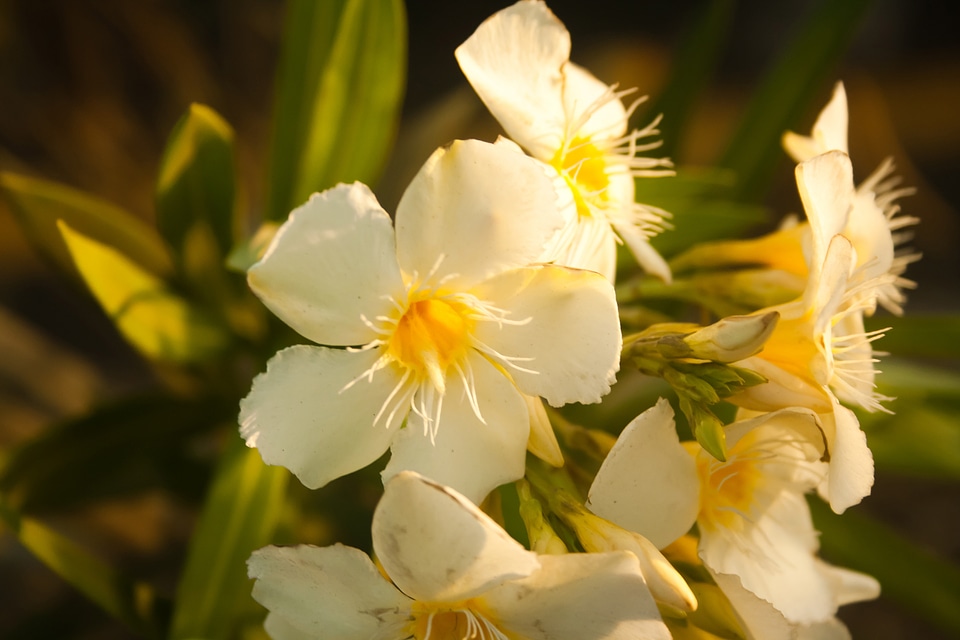 White Flower photo