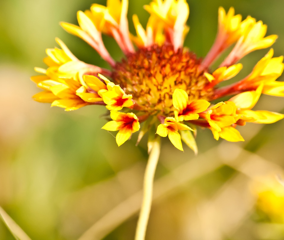 Yellow Flower Beautiful photo