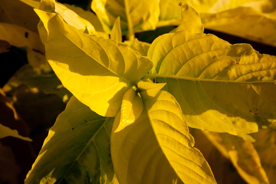 Yellow Leaves