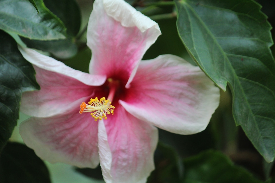 Hibiscus Flower Full Bloom