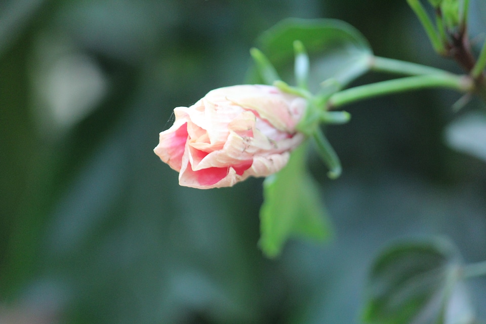 Hibiscus Bud Flower