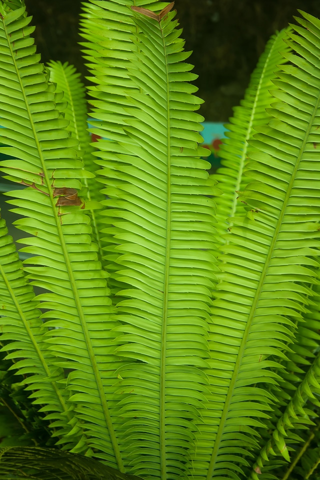 Ferns Green Plant