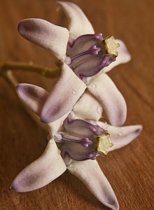 Flower Purple White