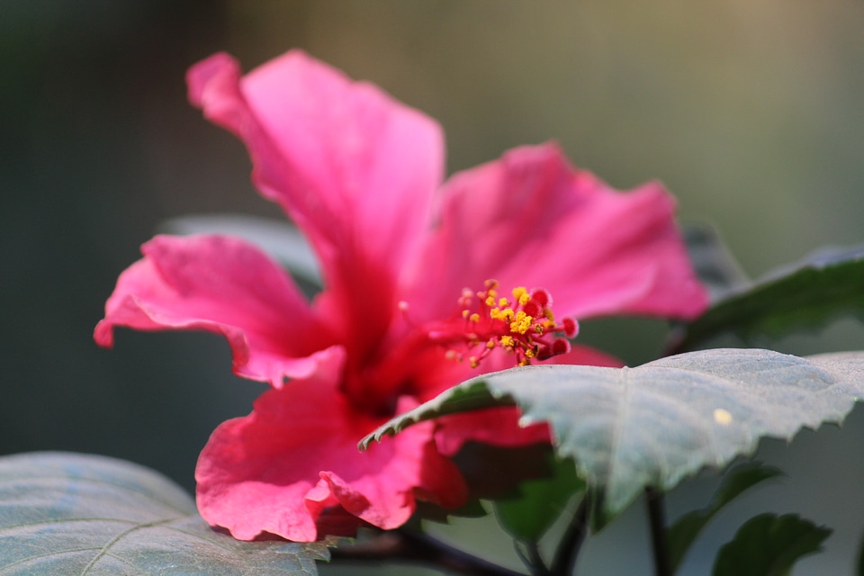 Hibiscus Flower Plant Pink