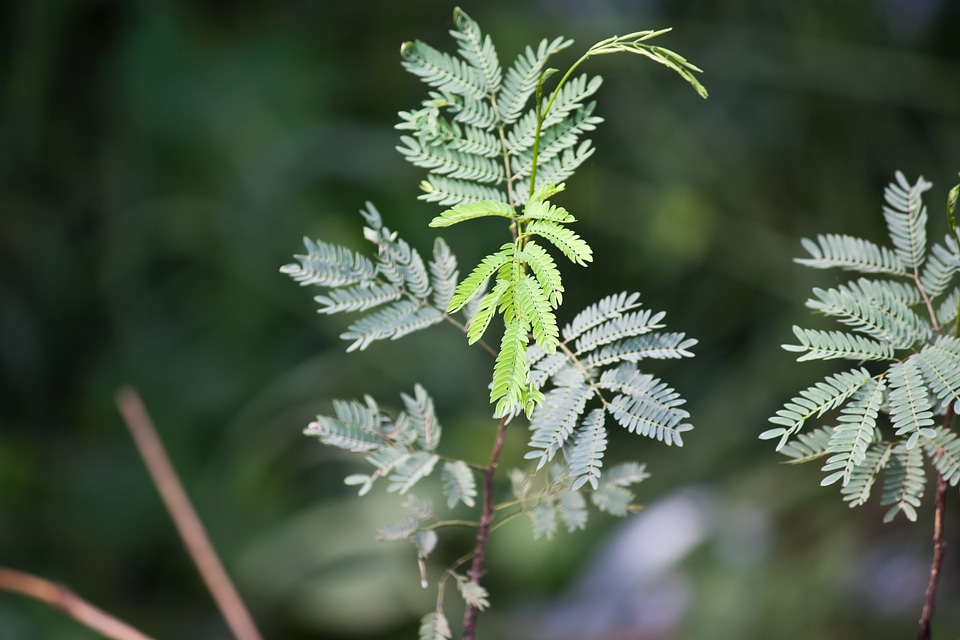 Green Beautiful Plants