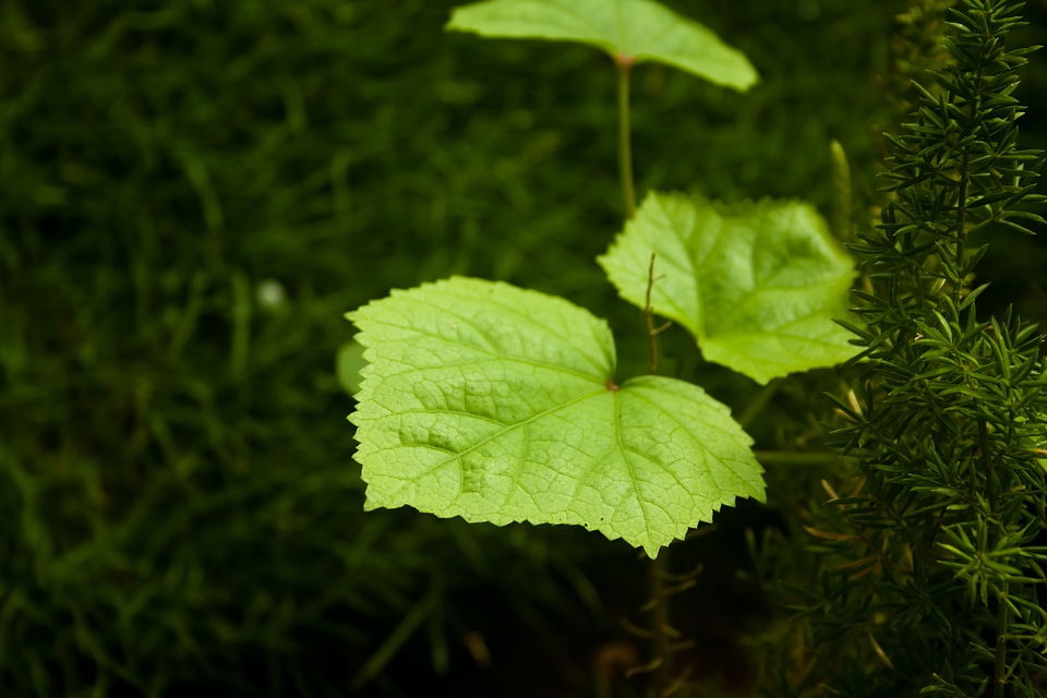 Green Leaves Beautiful