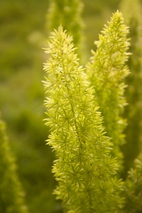 Green Plant Yellow Green