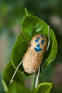 Groundnut Smiley Character