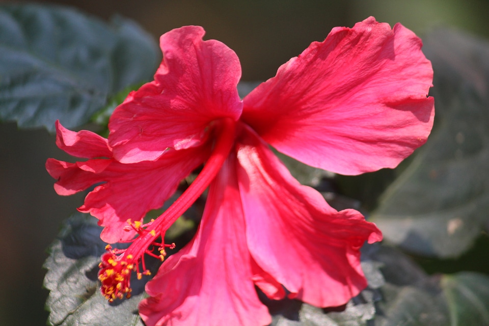 Hibiscus Pink Red Flower