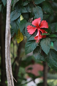 Hibiscus Red photo
