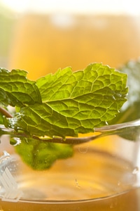 Leaf Juice Glass photo
