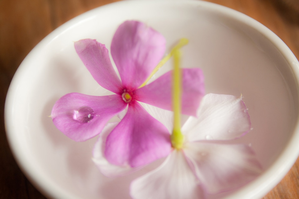 Pink Flowers In Bowl