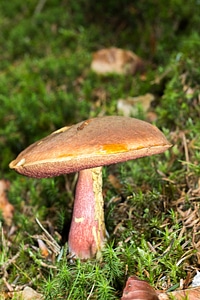 Forest mushrooms wood