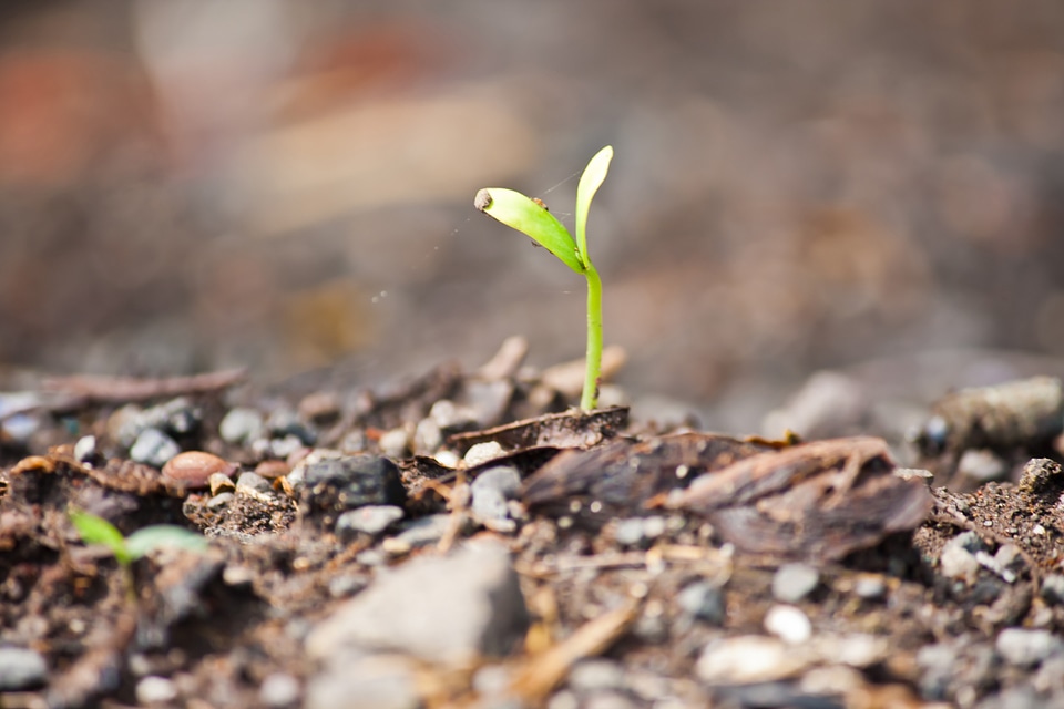 Sapling Green Living