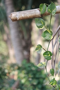 Money Plant Bamboo
