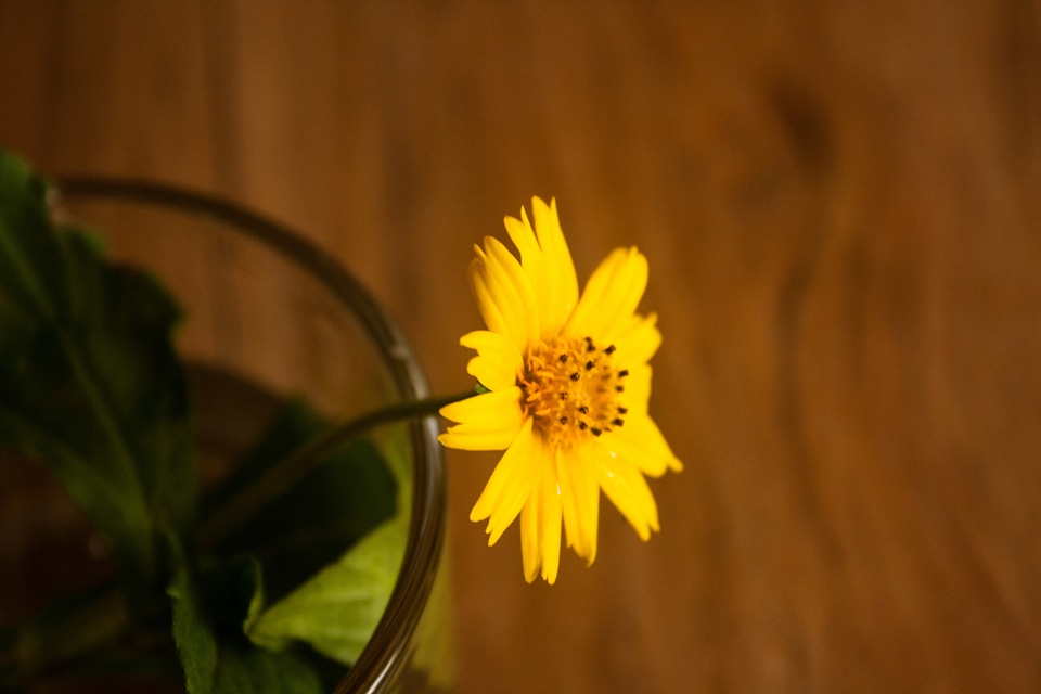 Yellow Flower Glass