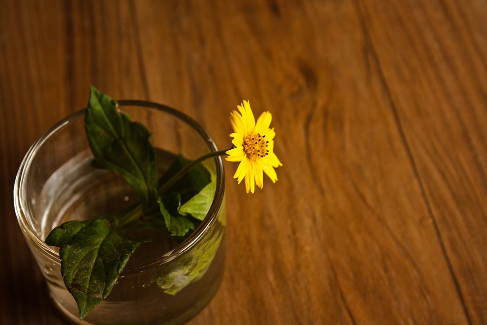 Yellow Flower Beautiful