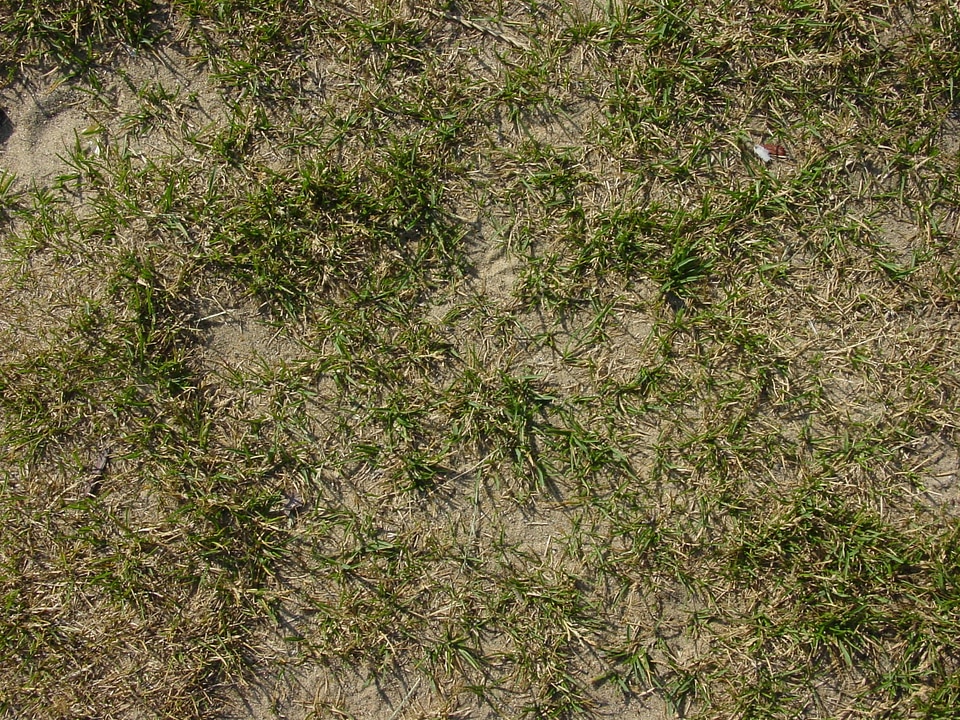 Meadow field nature