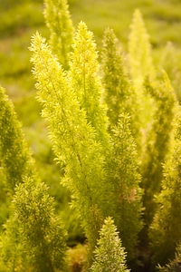 Yellow Green Plants