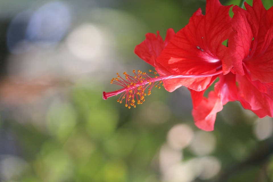 Red Hibiscus Plant Flower