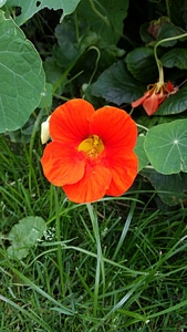 Bloom close up orange