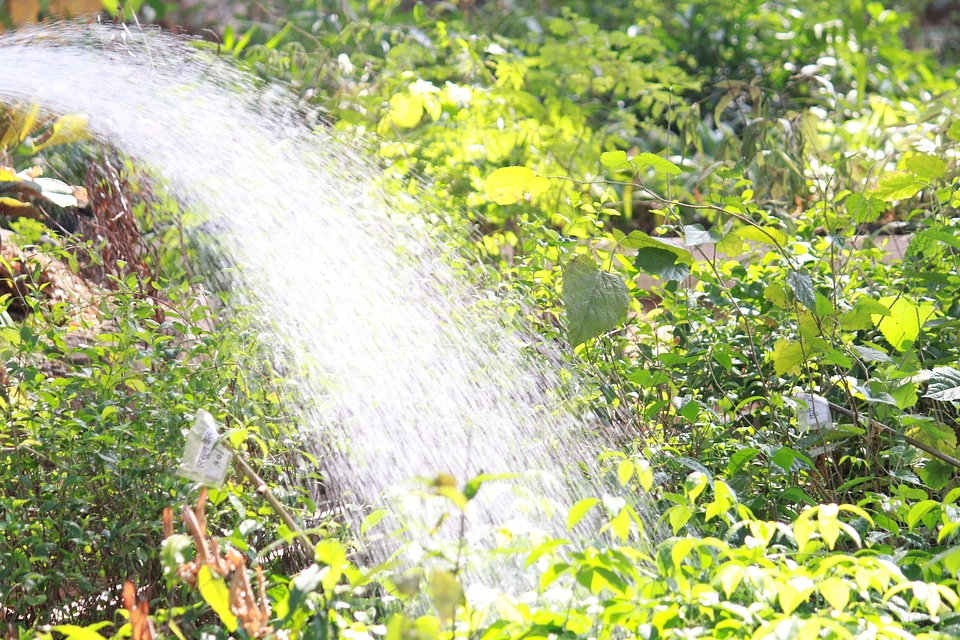 Watering The Garden photo