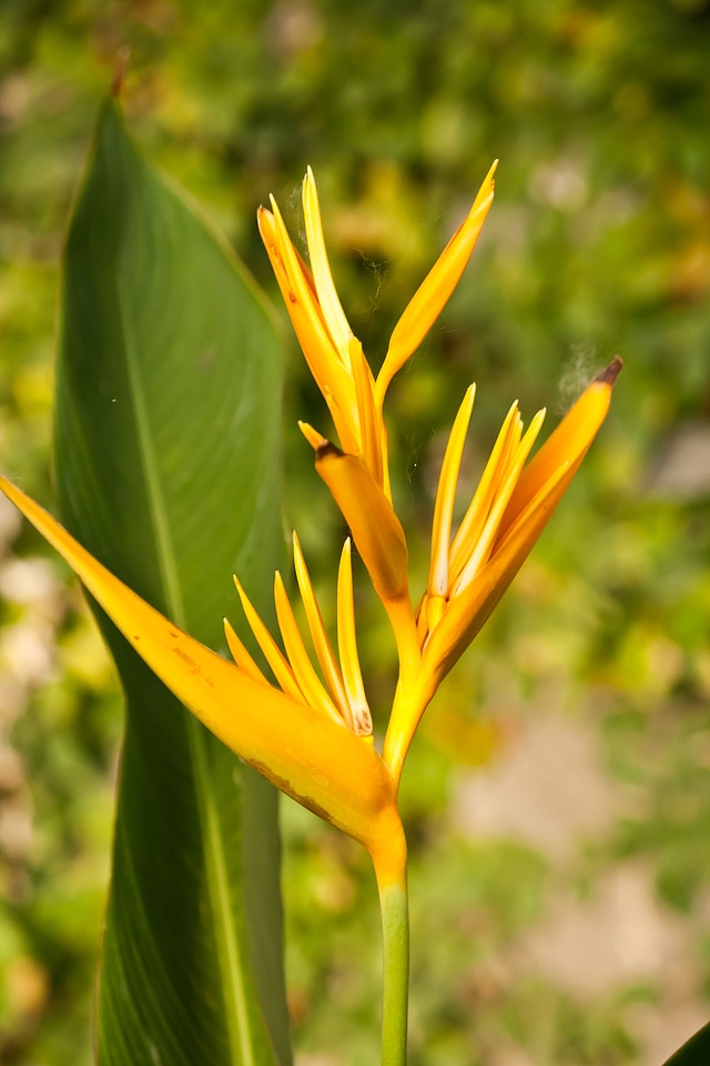 Yellow Flower