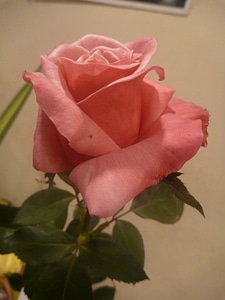 Beautiful Pink Rose photo