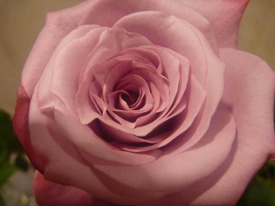 Beautiful Rose Flower 2