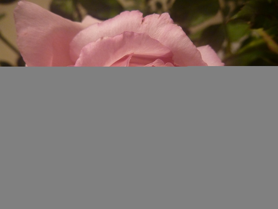 Beautiful Rose Flower