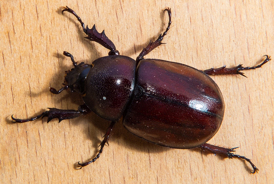 Tropical beetles red brown close up