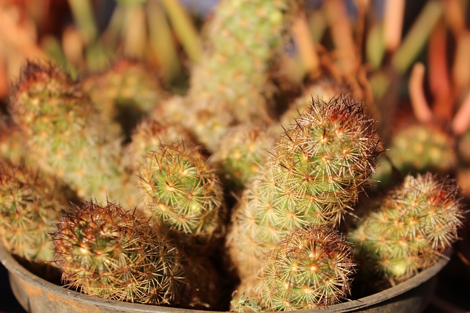 Gardening Thorny Plant