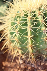 Thorny Plant Close Up