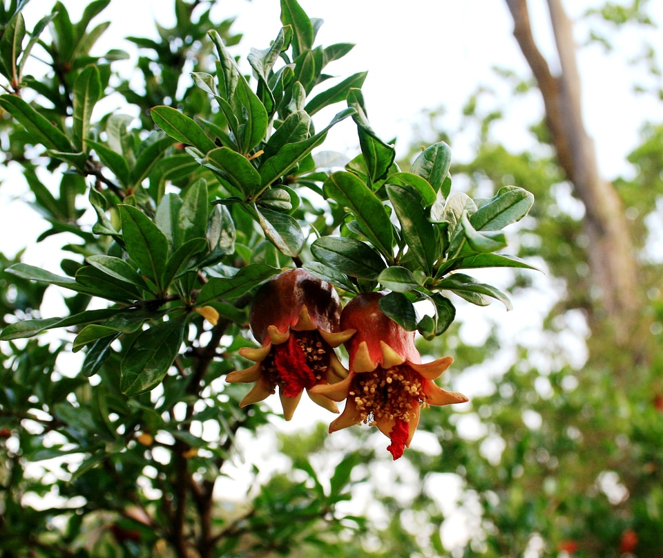 Red plump green foliage