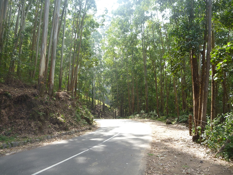Beautiful Road Amid Trees