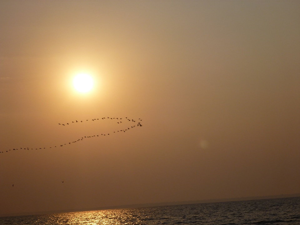 Birds Flying Sea Sunset photo
