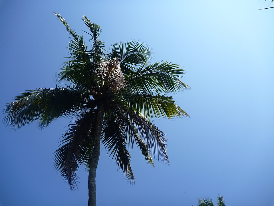 Coconut Tree Blue Sky