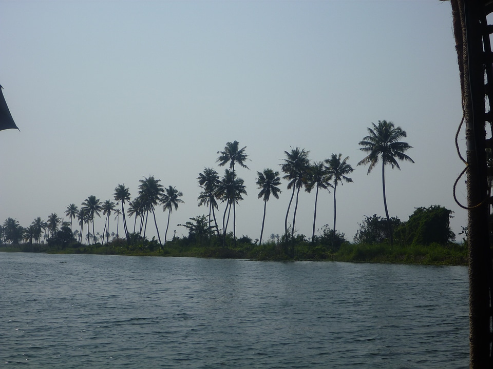 Coconut Trees Backwaters Kerala