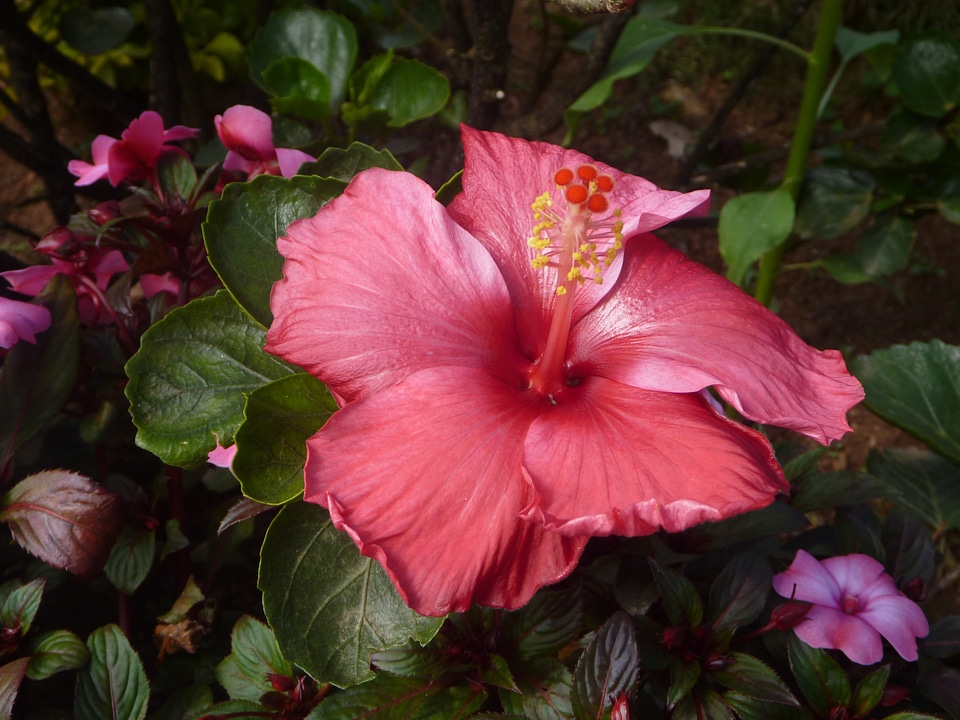Hibiscus Pink Red Color