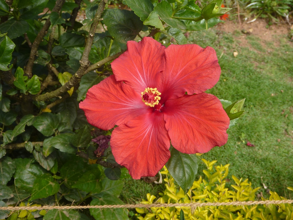 Hibiscus In Garden