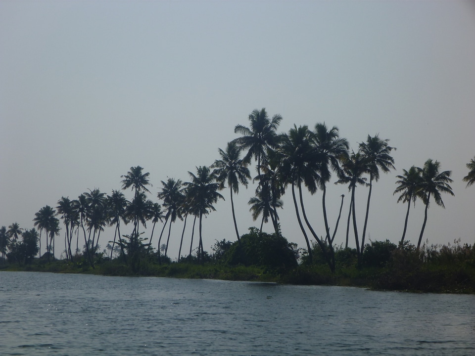 Kerala Waters Palm Trees
