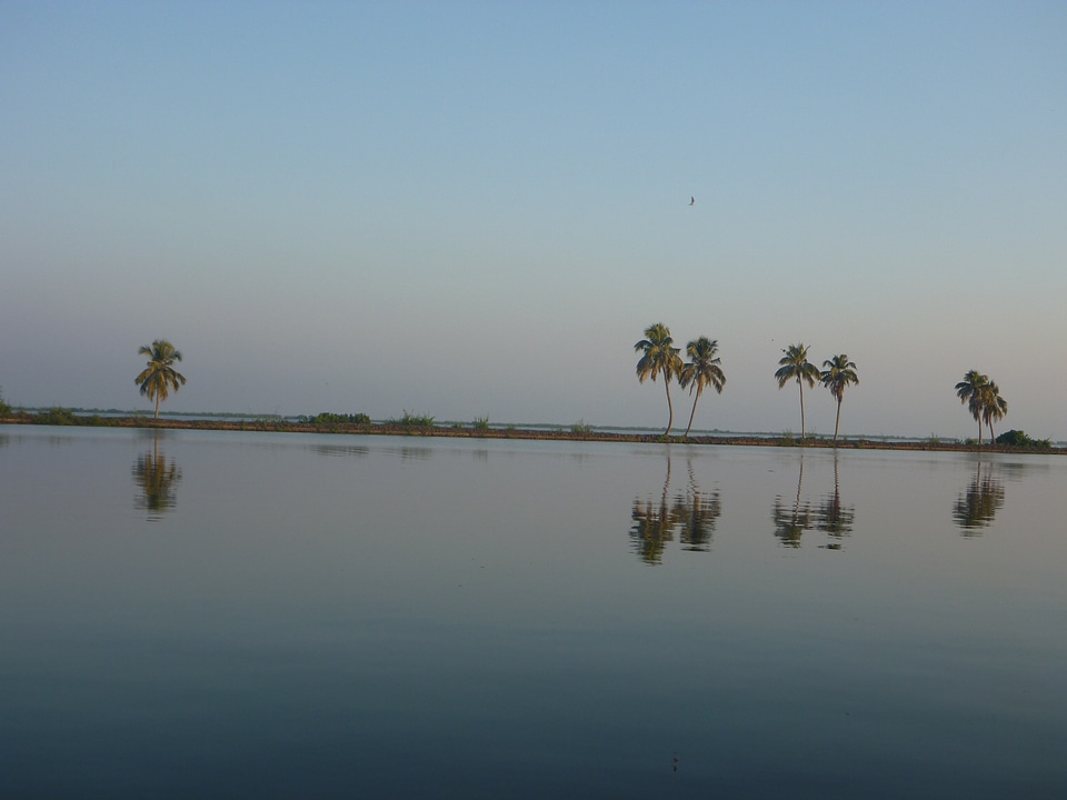 Reflection Of Coconut Trees