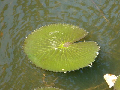 Single Lotus Leaf
