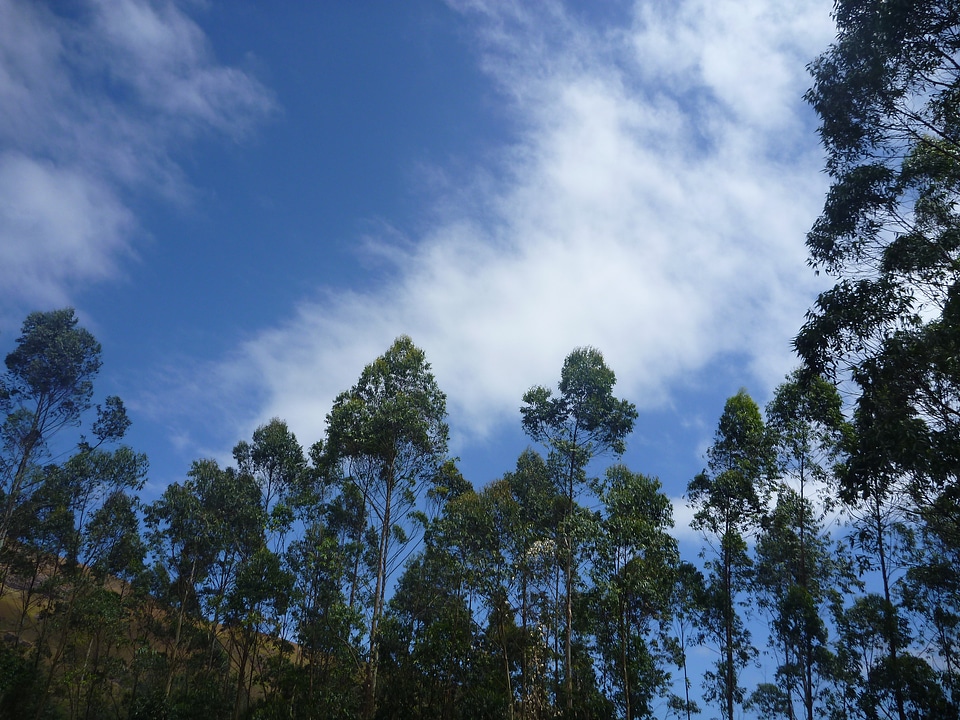 Tall Trees Forest Jungle Sky