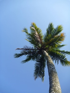 Tall Cocounut Tree photo
