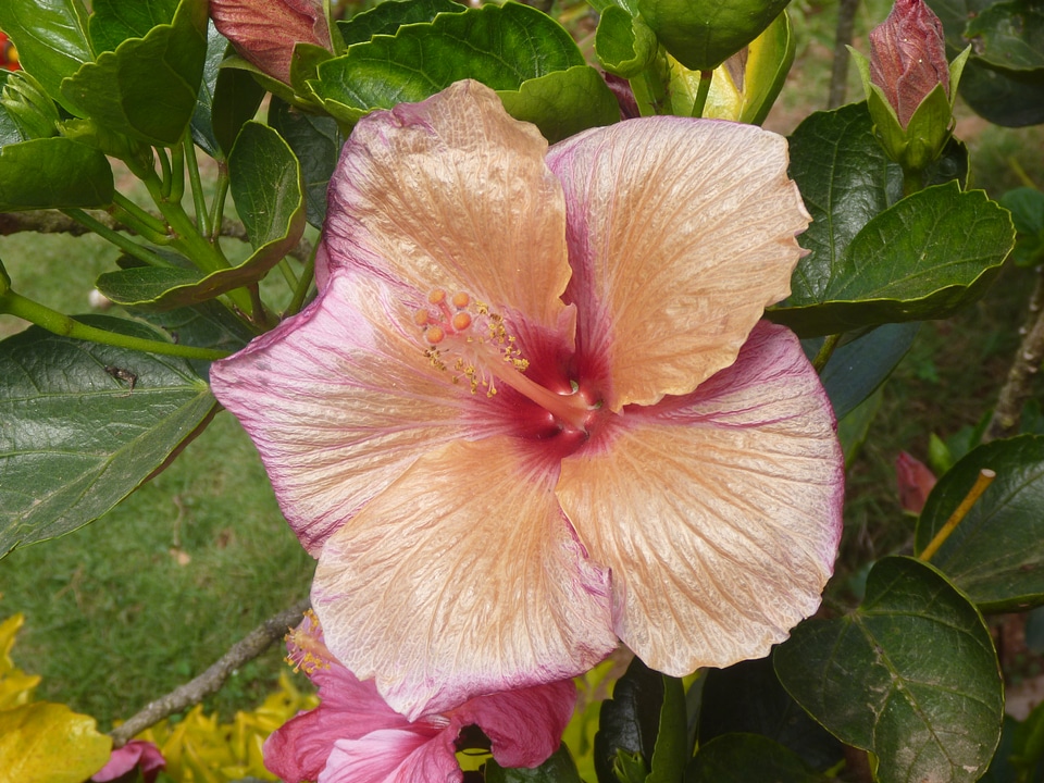 Yellow Pink Hibiscus