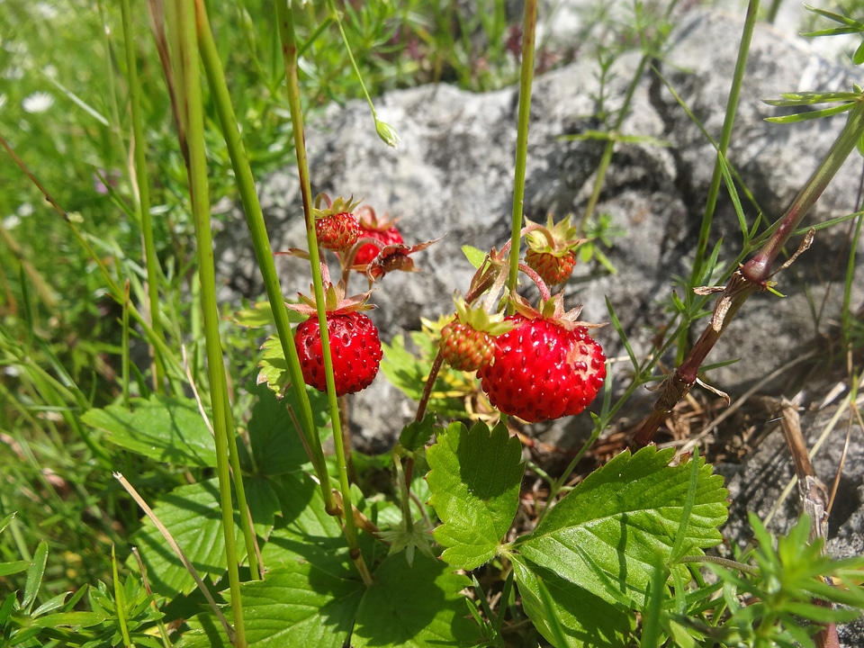 Ripe fresh healthy