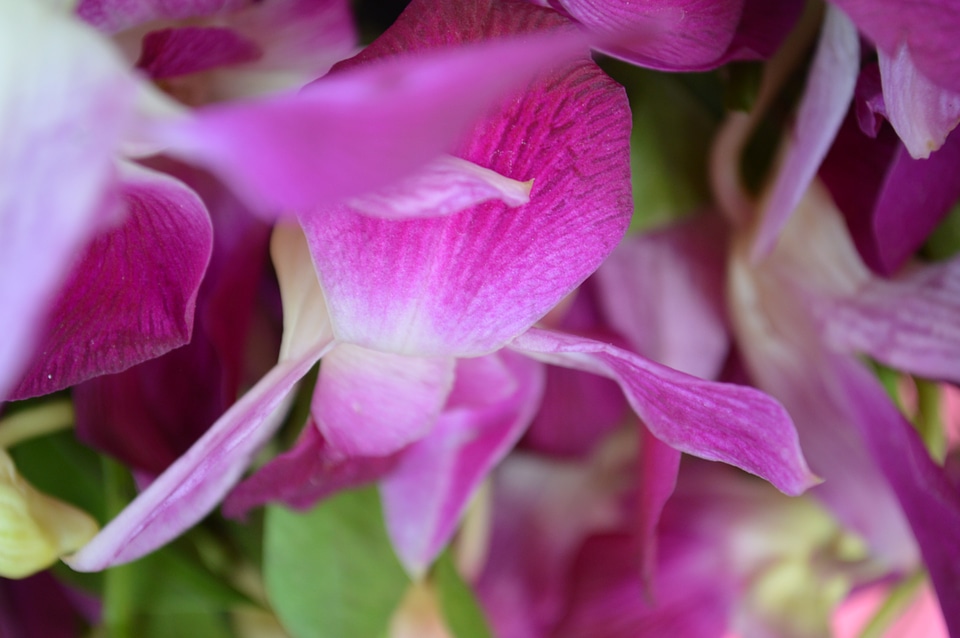 Purple Flowers photo