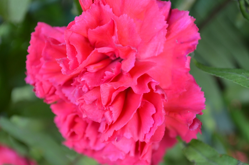 Red Carnation Bright