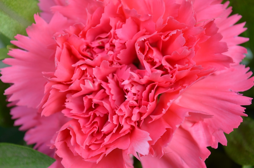 Carnation Pink Colored